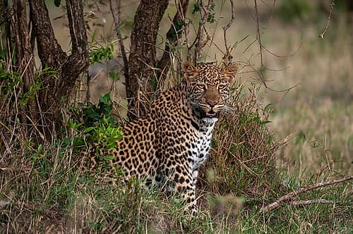 Portrait of a leopard resting among shrubs Masai Mara National Reserve-Kenya Nature Print